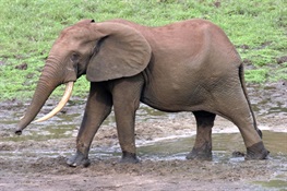 WCS Praises California Assembly for Passing Ivory Ban